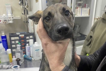 Саманта (1772-25)