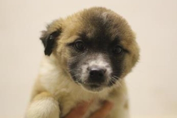 Саран (2252з-26с)