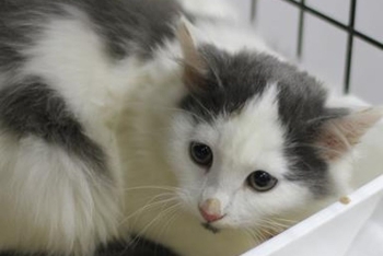 Серёга (1594з-25к)