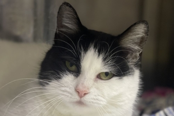 Шагрень (1606з-25к)