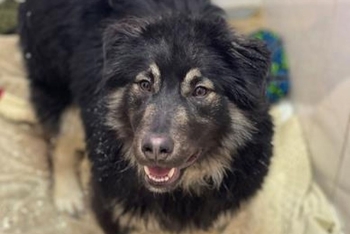 Шарк (2230з-25с)