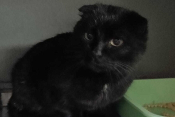 Шелла (1571-25к)