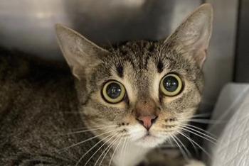 Шое (1644з-26к)