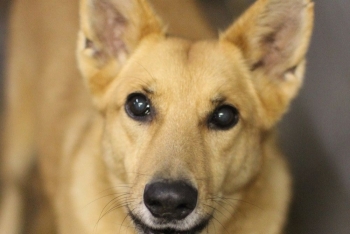 Симочка (2175з-25)