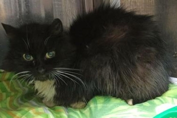 Слава (1656з-26к)