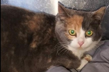 Сливка (1649з-26к)