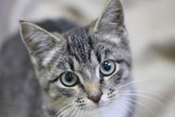 Стант (1588з-25к)