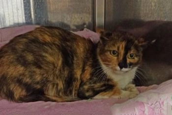 Статья (1637з-26к)