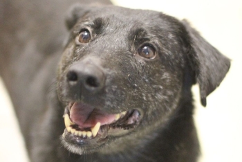 Стивен (2180з-25)