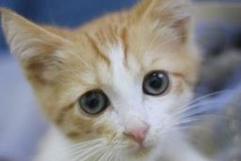 Стоппи (1591з-25к)