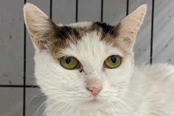 Страсть (1646з-26к)