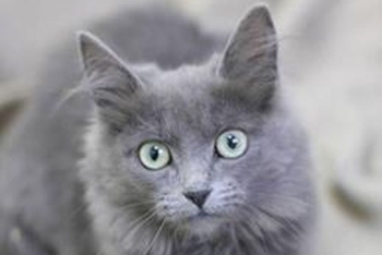 Стритуха (1587з-25к)