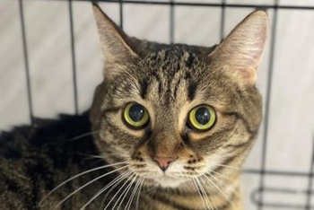 Суета (1645з-26к)