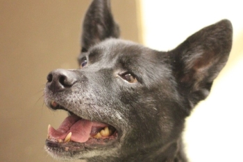 Сумрачело (2169з-25)