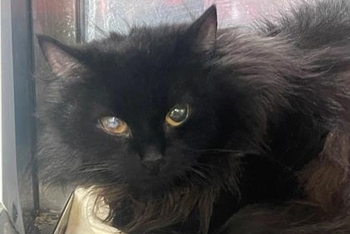 Сусуватари (1639з-26к)