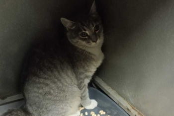 Сьюзи (1572-25к)