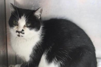 Тайра (1603з-25к)