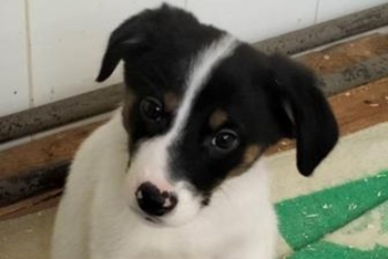 Теос (2208з-25с)