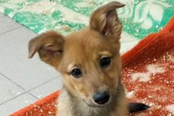 Тесса (2205з-25с)