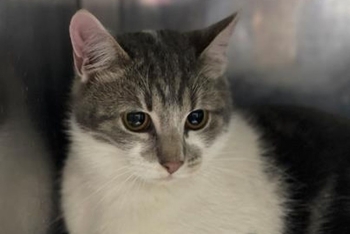 Тихон (1602з-25к)