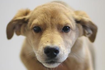 Тимьян (2243з-26с)