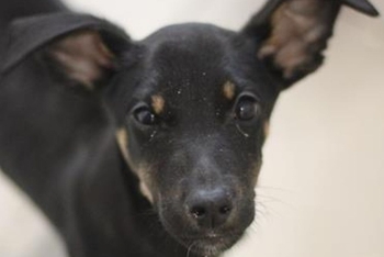 Тофифи (2240з-26с)