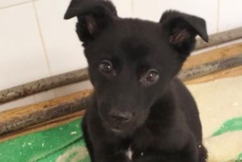 Толан (2209з-25с)