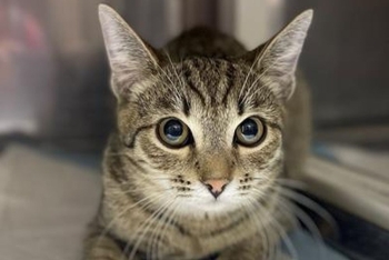 Толли (1632з-26к)