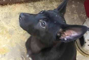 Триана (2212з-25с)