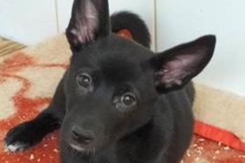 Трикси ( 2211з-25с)