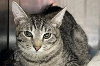 Твист (1635з-26к)