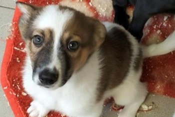 Твин (2206з-25с)