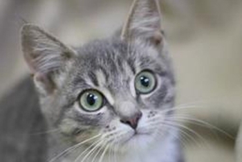 Тяга (1589з-25к)