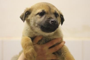 Юджа (2246з-26с)