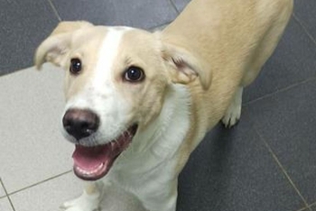 Урал (2182з-25)