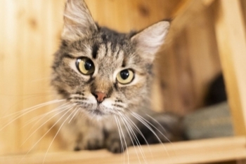 Ванесса ( 1470з-25к)