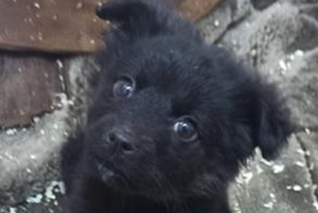 Вэнди (2228з-25с)