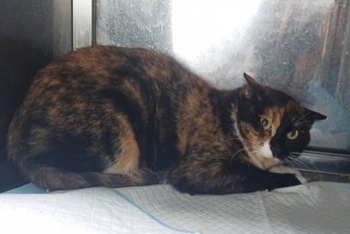 Веснушка (1627з-25к)