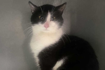 Виконт (1606-26к)