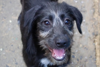 Виспа (1756-25)