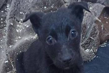 Витаминка (2227з-25с)