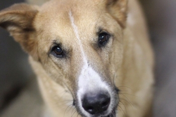 Ворчунэло (2171з-25)