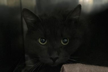 Ватсон (1625з-25к)