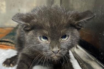 Уэнздей (1624з-25к)