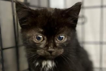 Зайка (1599з-25к)