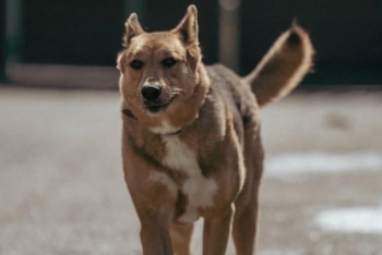 Злося (2166з-25)