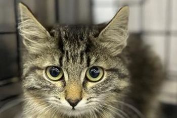 Зум (1601з-25к)