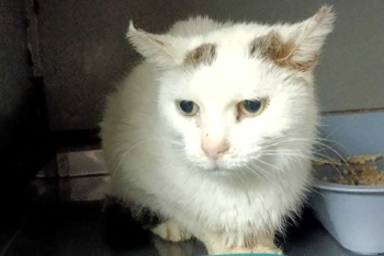 Зюзя (1570-25к)