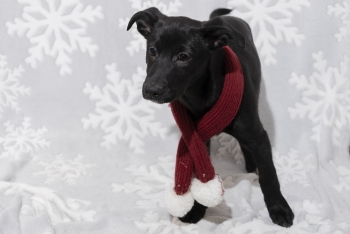 Триана (2212з-25с)