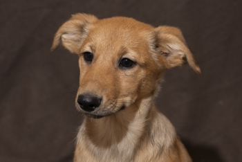 Тесса (2205з-25с)